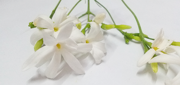 Jasmine flowers