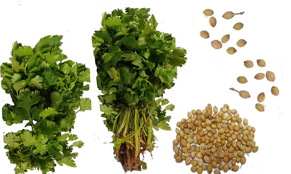 Coriander Leaves (Dhania)