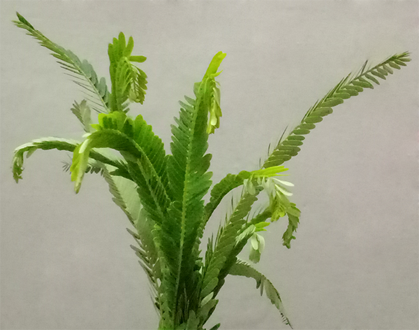 Amla or ఉసిరికాయ