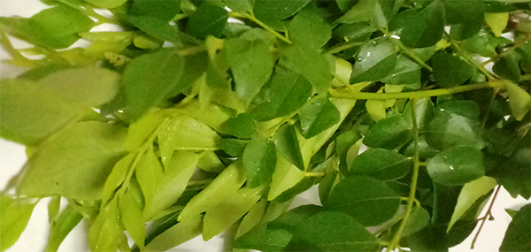 కరివేపాకు