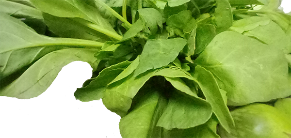 free invoice generator